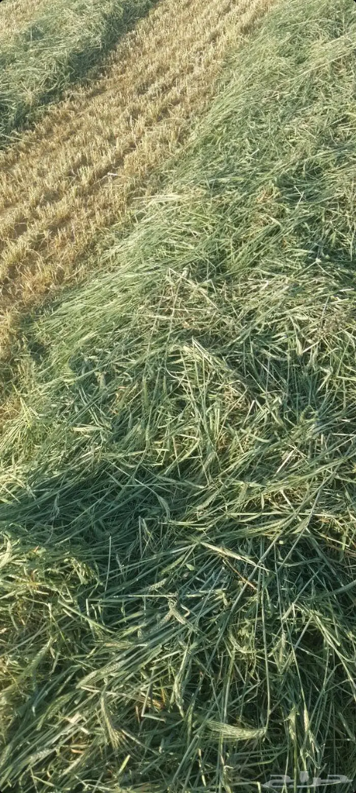 اللبيع. أعلاف. منوعه. رودس ذره. سنابل. شعير. إنتاج جديد 5
