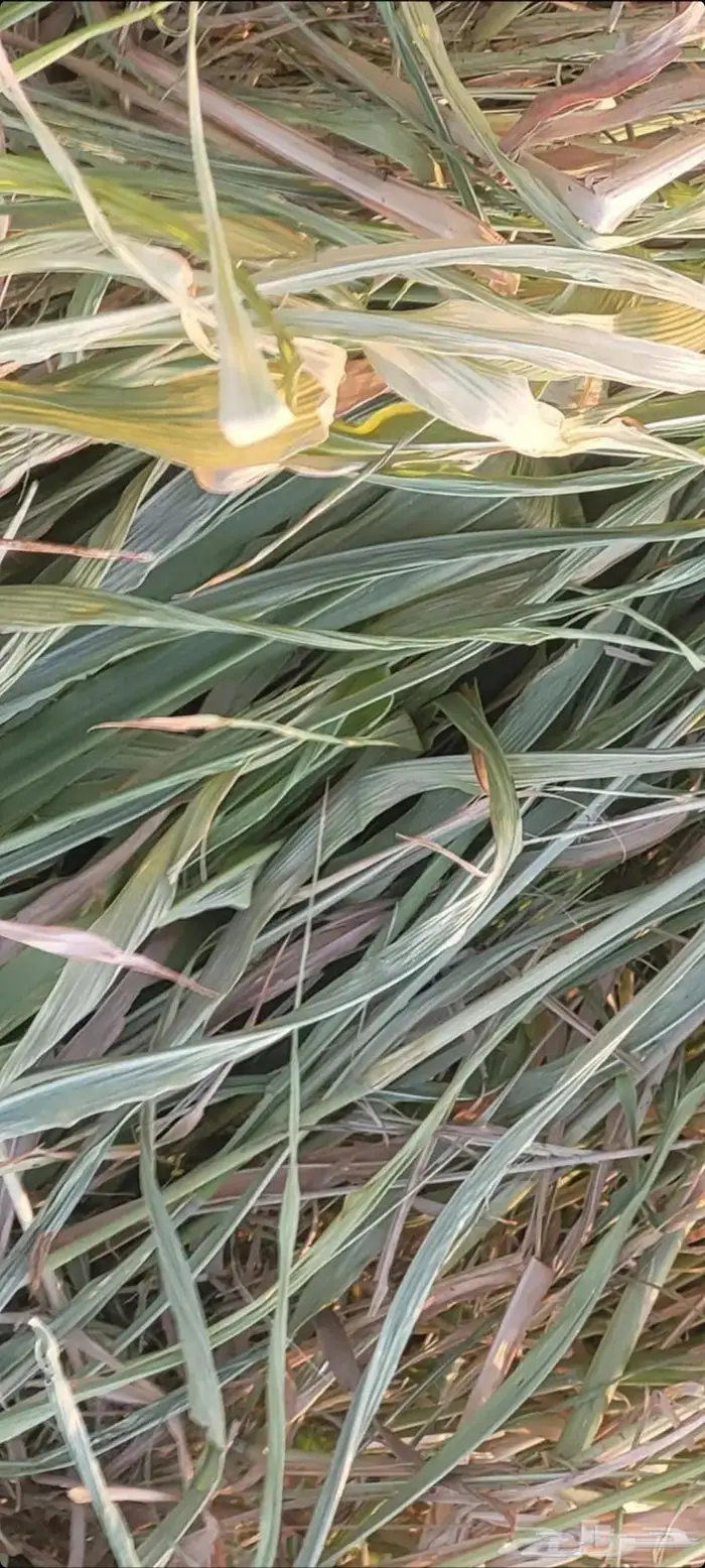 اللبيع. أعلاف. منوعه. رودس ذره. سنابل. شعير. إنتاج جديد 8