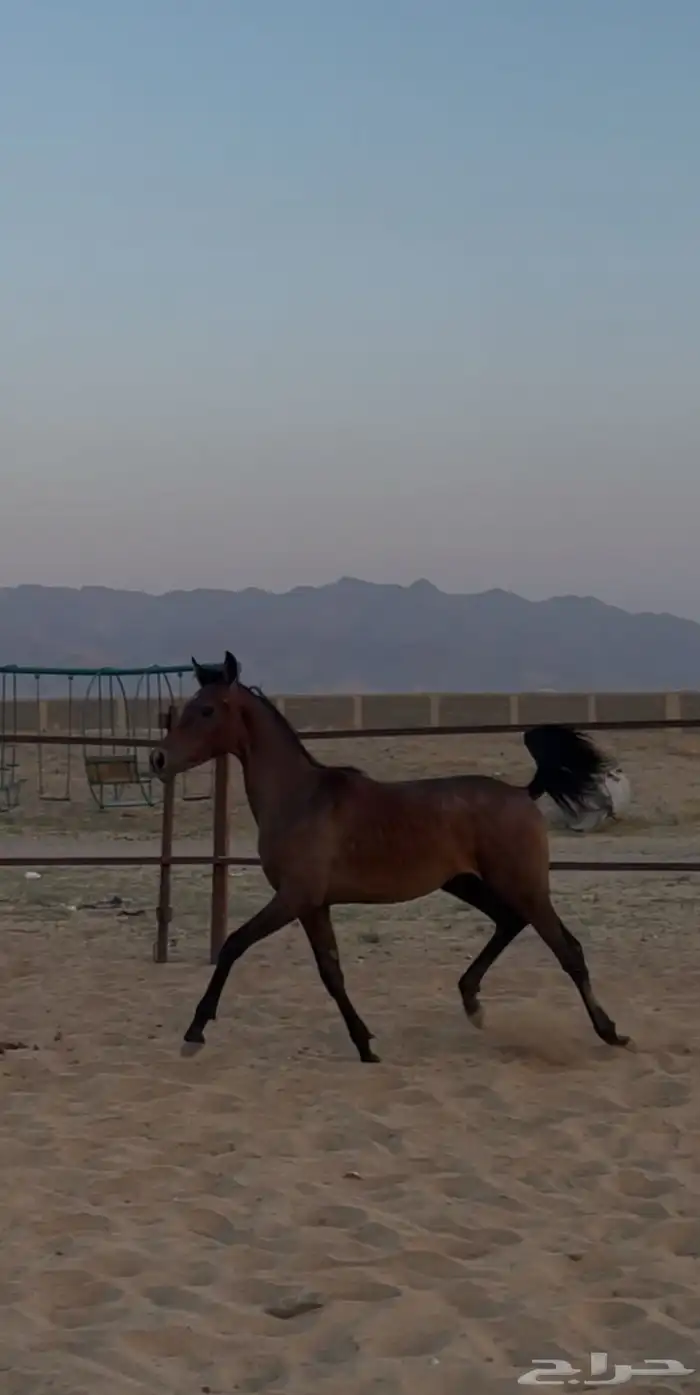 مهره شعبيه تم البيع 3