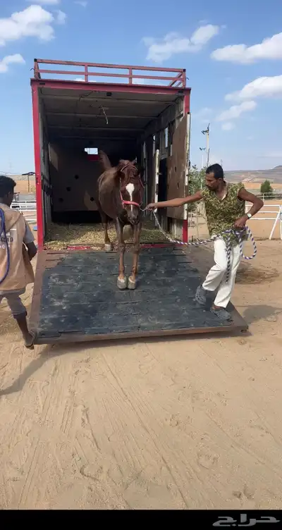 عربه نقل خيل متواجدة بطائف 1