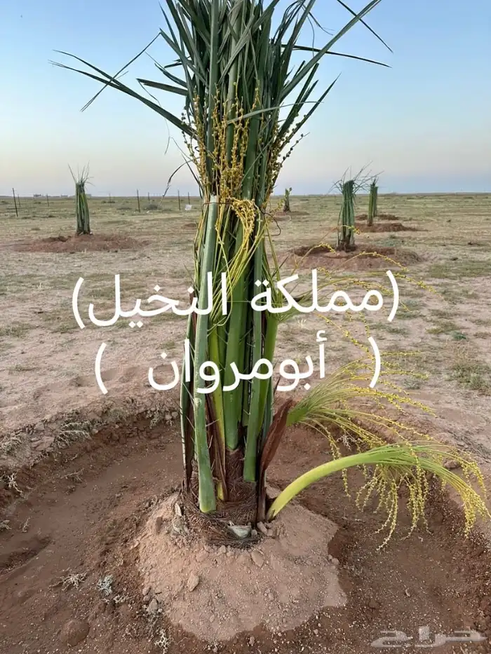 نخل مثمر للبيع توصيل وغرس 4