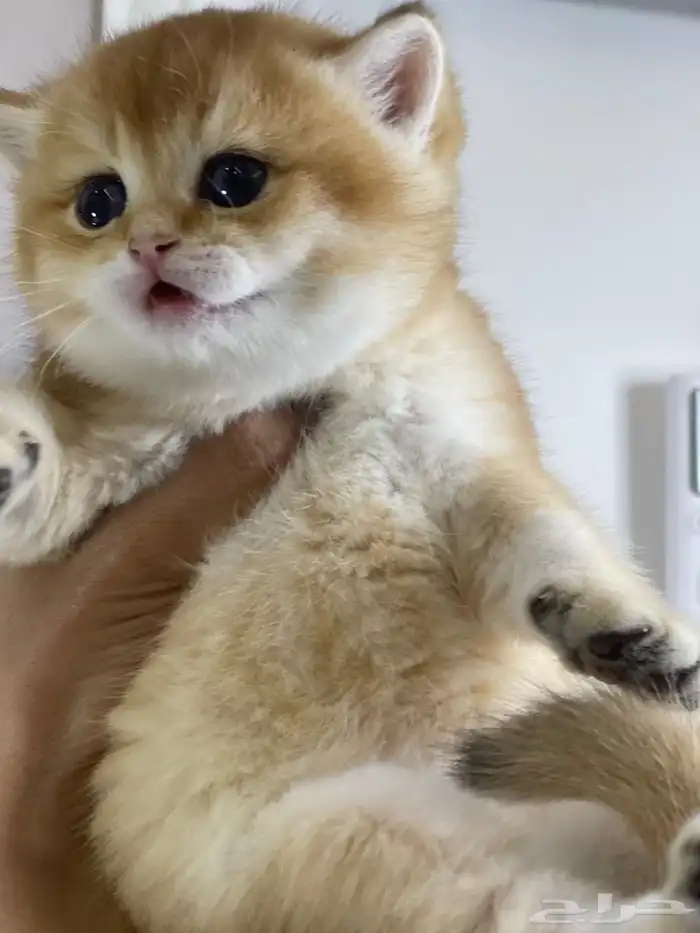 عرض الاجازه للتزاوج بسعر200 قط برتش يوجد كتن للبيع 3