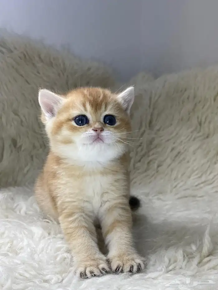 عرض الاجازه للتزاوج بسعر200 قط برتش يوجد كتن للبيع 2