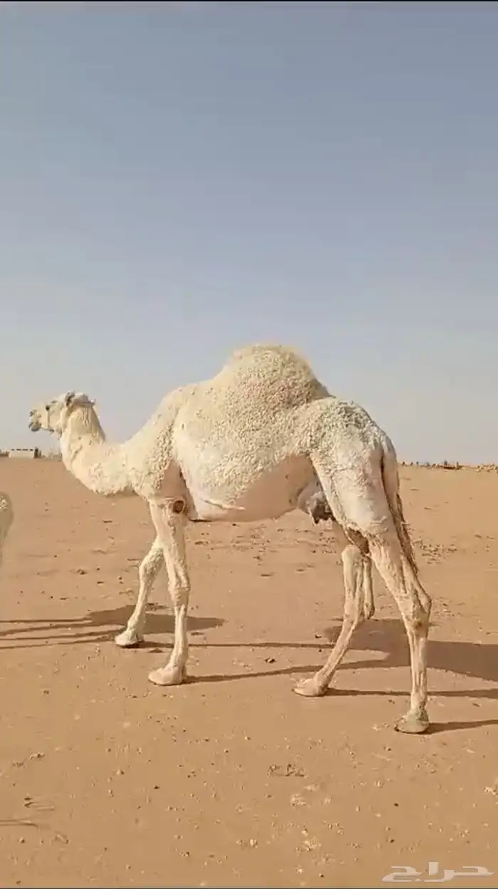 خلفه وضحى تحتها قعود من فحل طيب 0