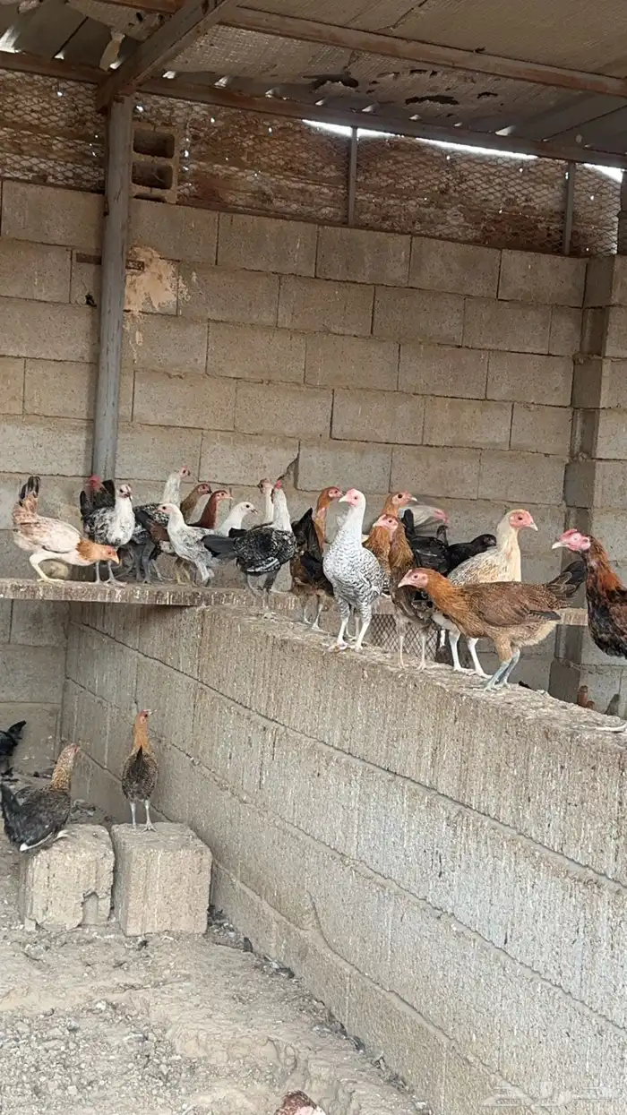 مشروع دواجن للتقبيل 3