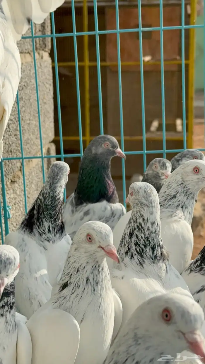 طبات قولدن دم نظيف وصافي (تم البيع) 6