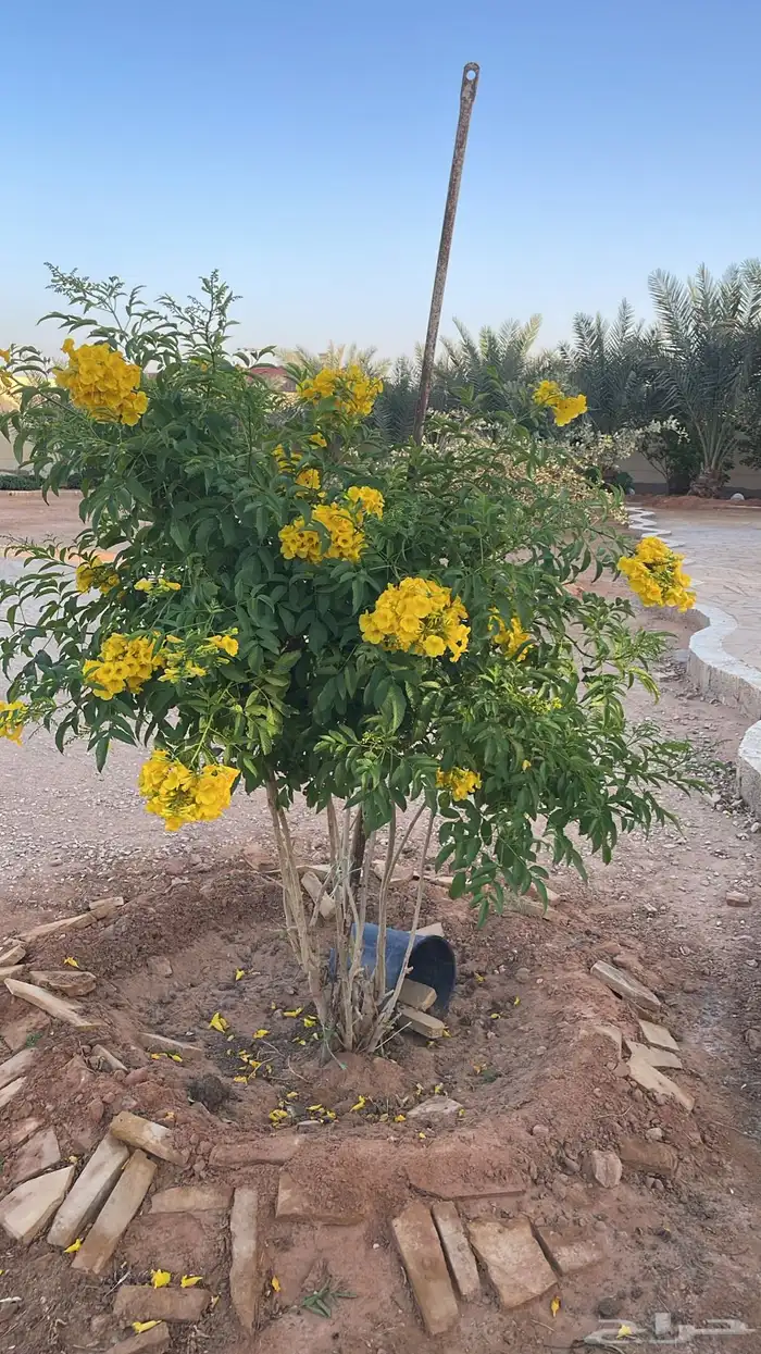 استراحه للإيجار في المشاعله مخطط النزهه 19