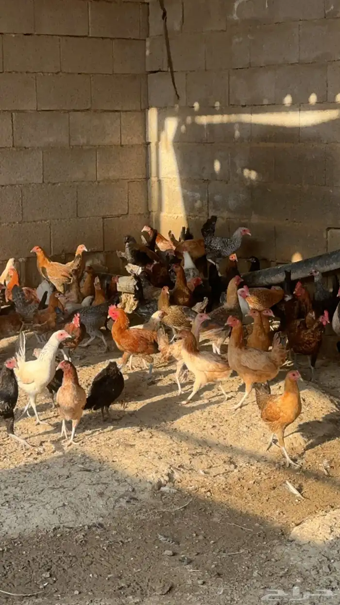 مشروع دواجن للتقبيل 0
