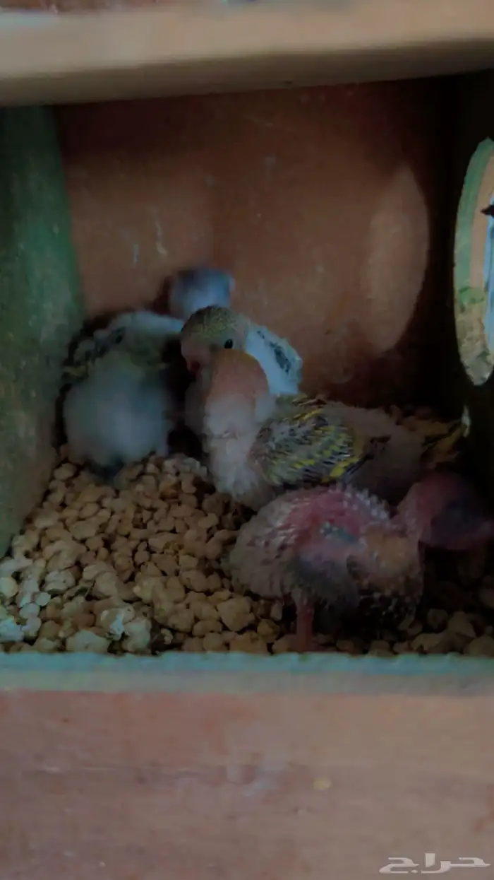 فروخ بادجي استرالي 3