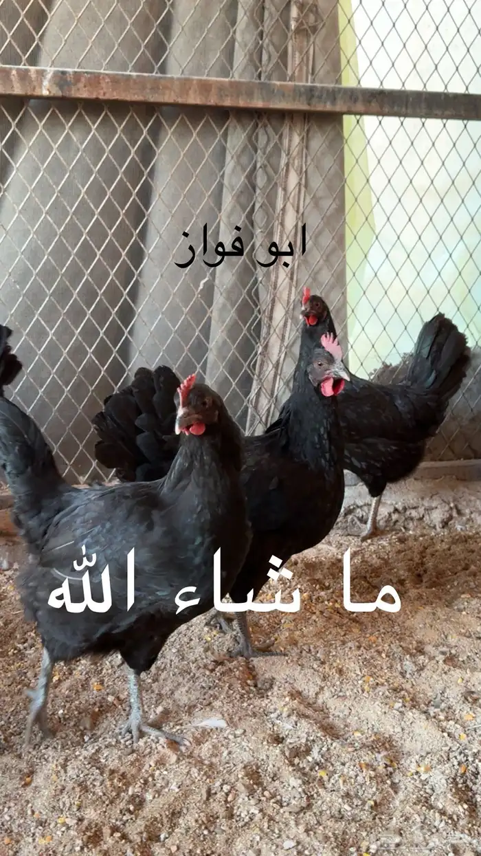 بيض دجاج تركي خوارج ( تم البيع ) 3