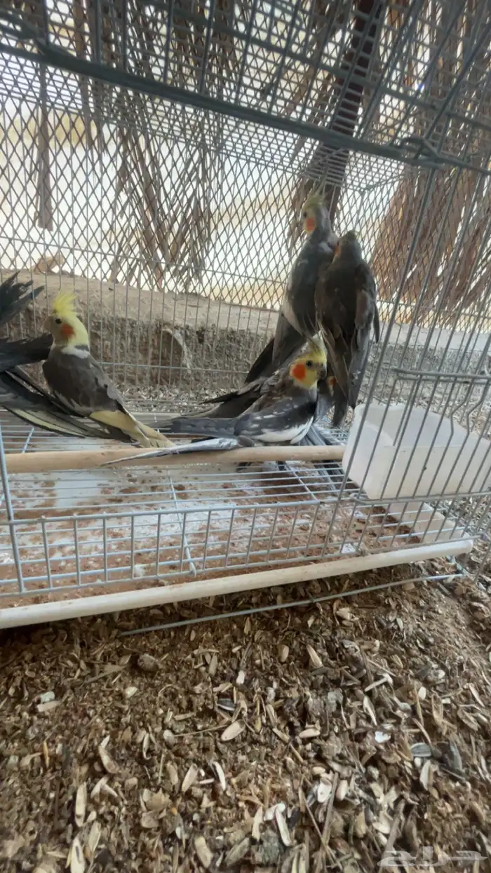 طيور كروان أجواز وغر. وروز متوفر أجواز وغر. 8