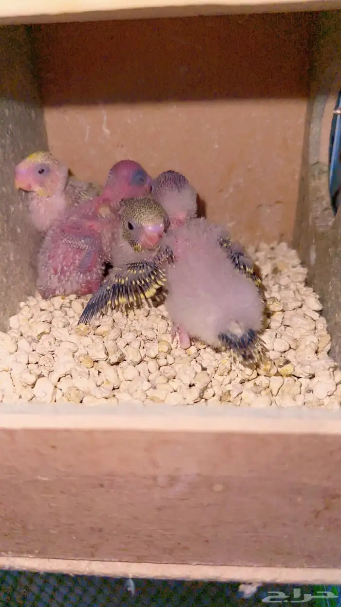 فروخ بادجي استرالي 1