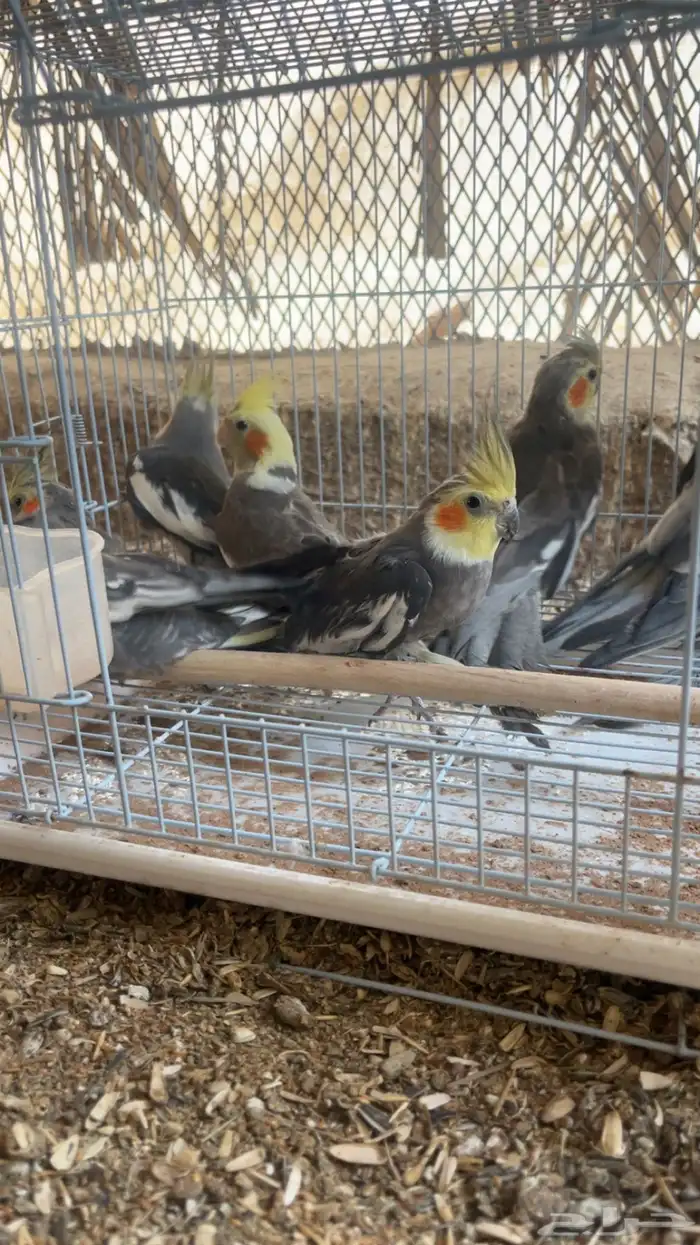 طيور كروان أجواز وغر. وروز متوفر أجواز وغر. 7