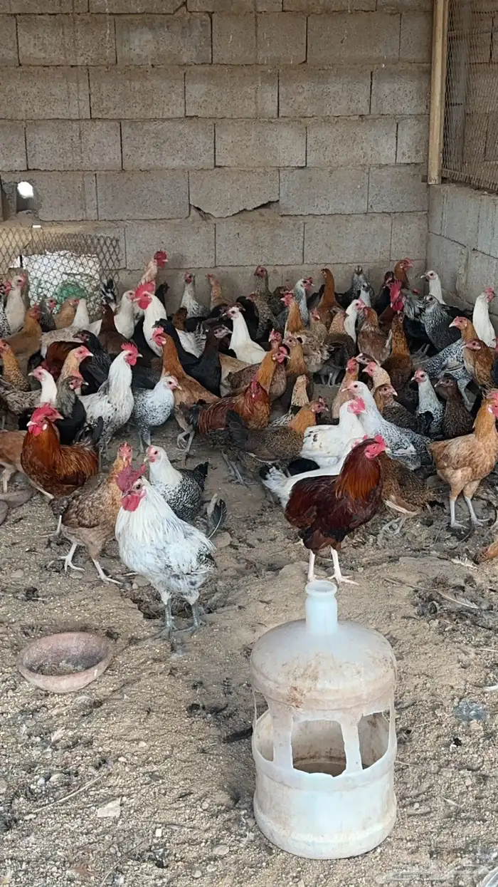 مشروع دواجن للتقبيل 2