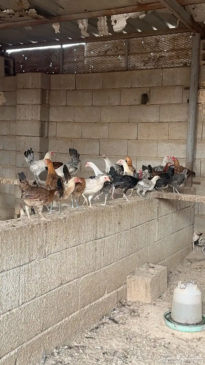 مشروع دواجن للتقبيل 4