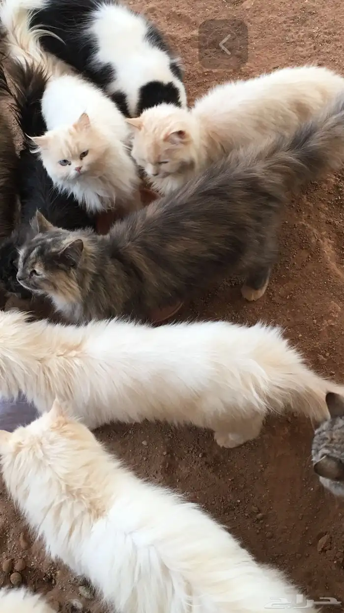 انثى حامل للبيع تم البيع 3