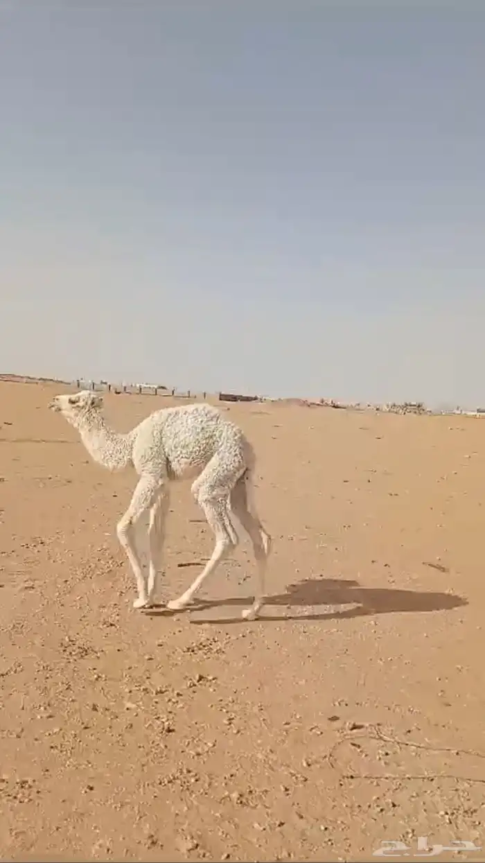 خلفه وضحى تحتها قعود من فحل طيب 1