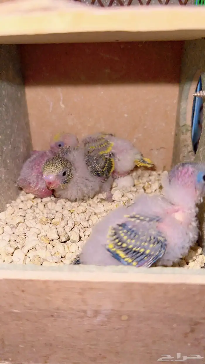 فروخ بادجي استرالي 0