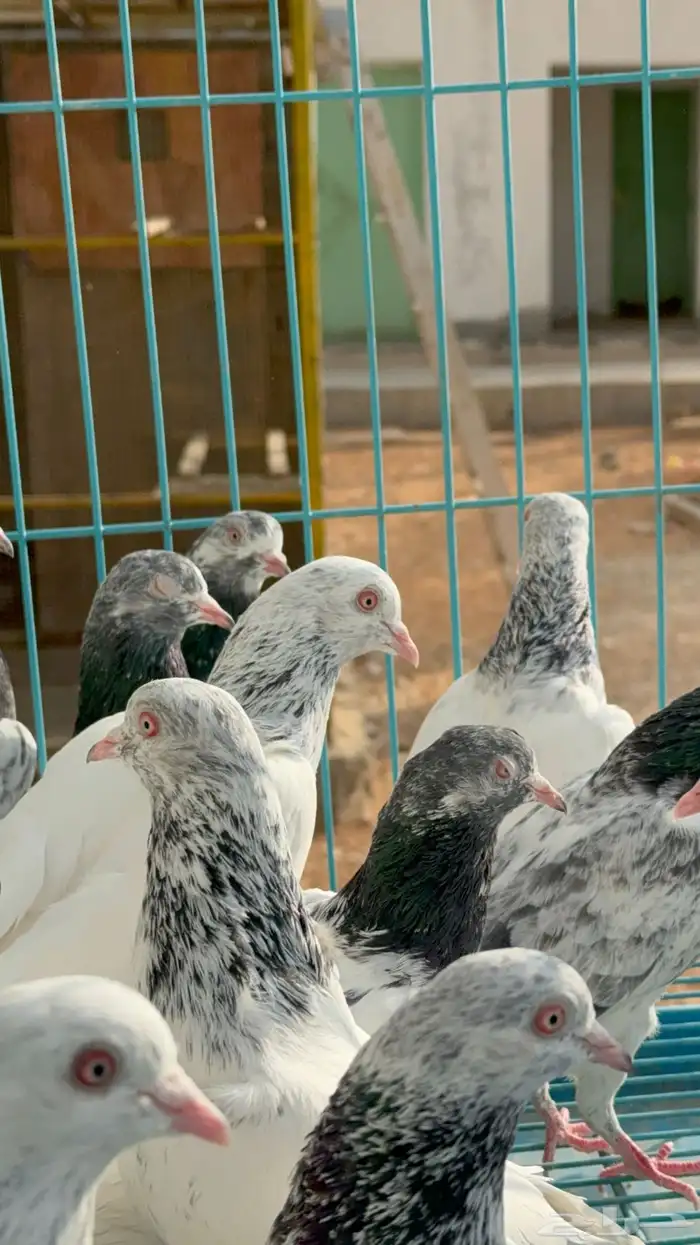 طبات قولدن دم نظيف وصافي (تم البيع) 7