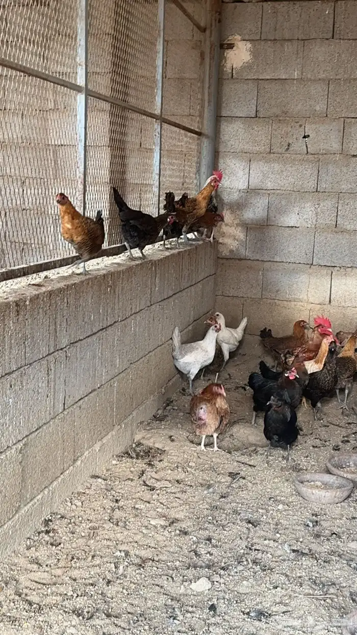 مشروع دواجن للتقبيل 5