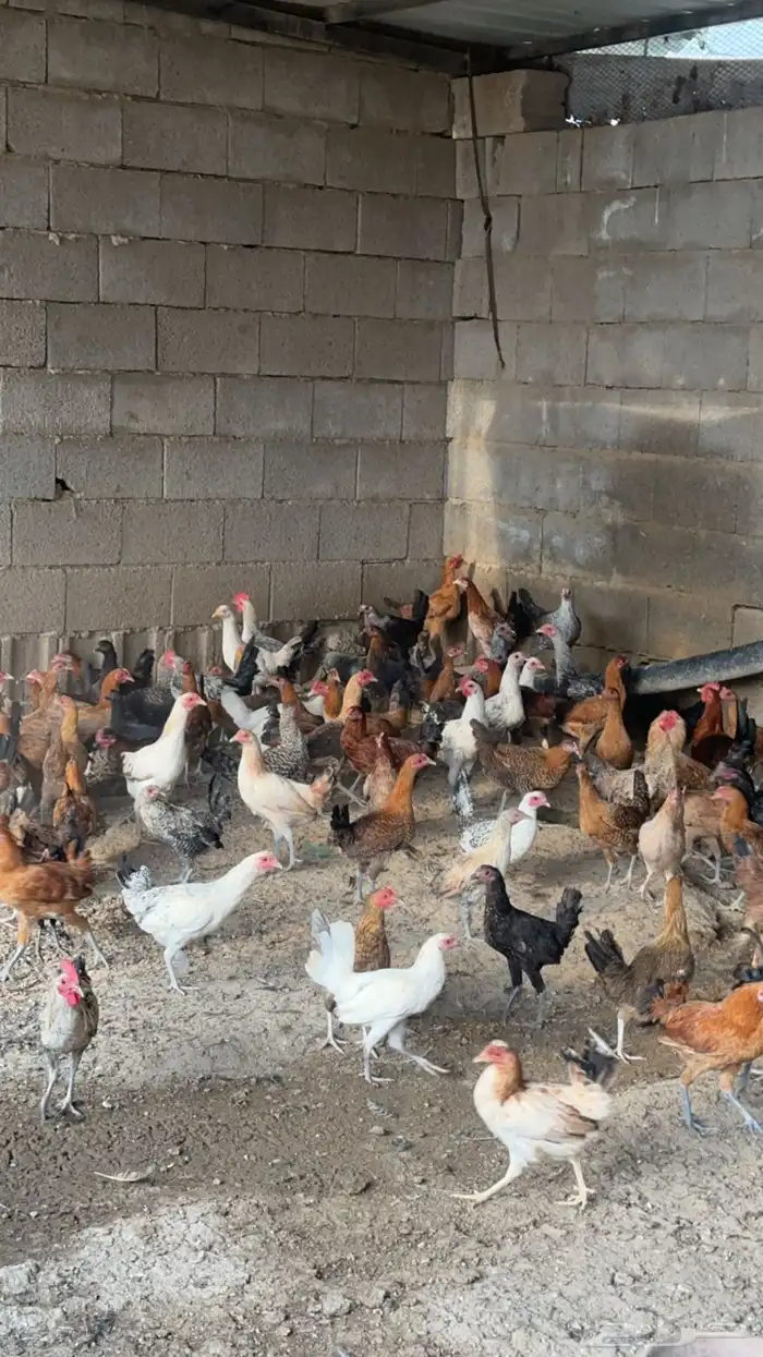مشروع دواجن للتقبيل 1