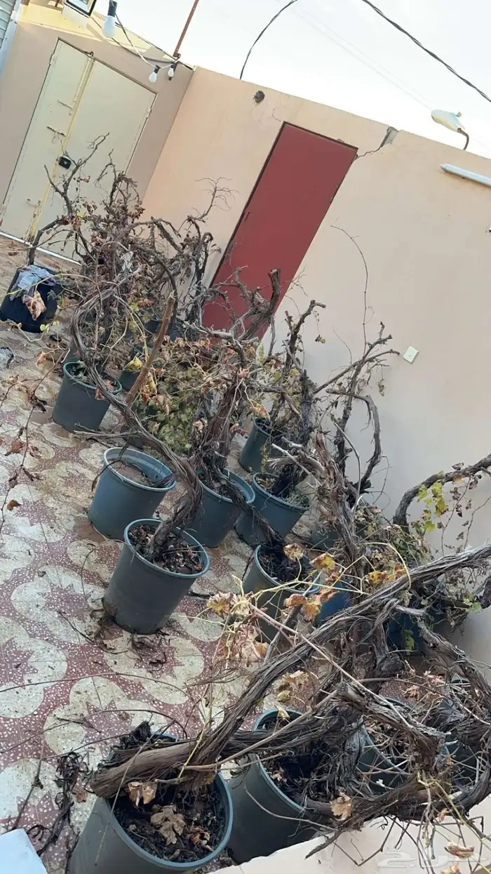 شتلات عنب 0