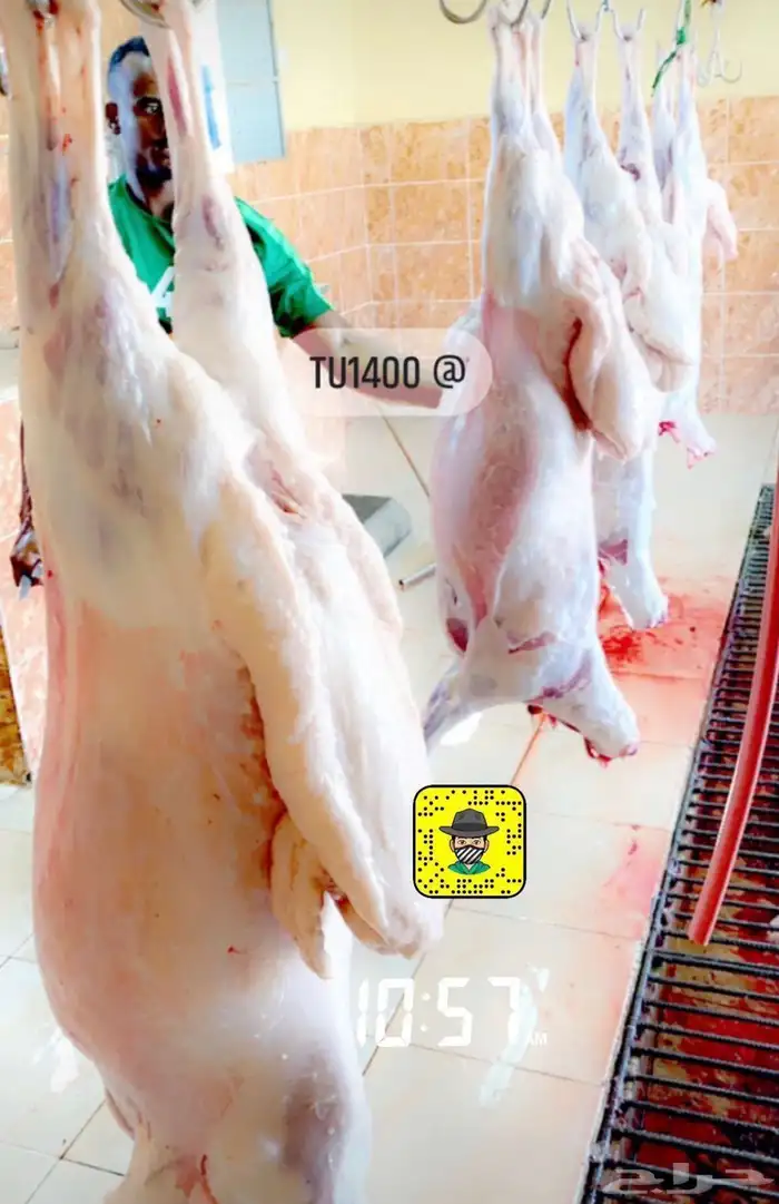 ذبايح ثلاجات ومناسبات خرفان حريات من غنم شهران 1