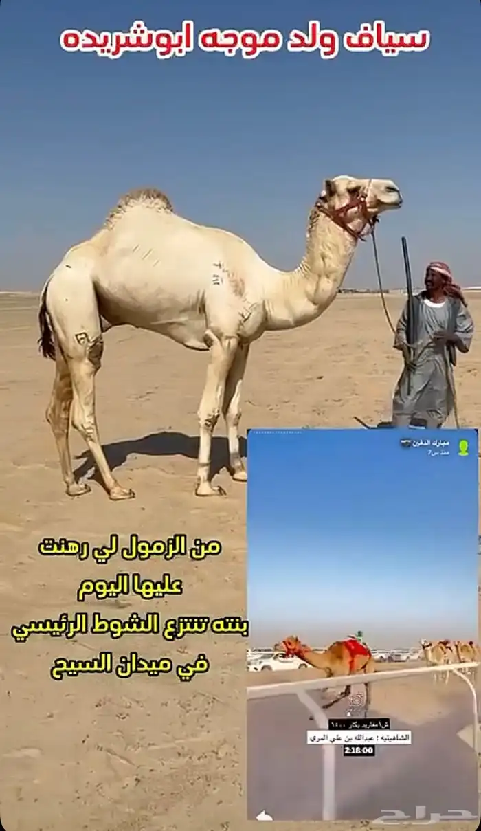 لقحه سودانيه كفو للبيع هجن 1
