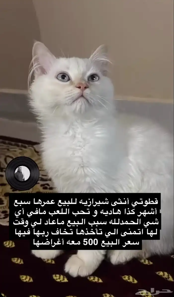 قطة شيرازية 1