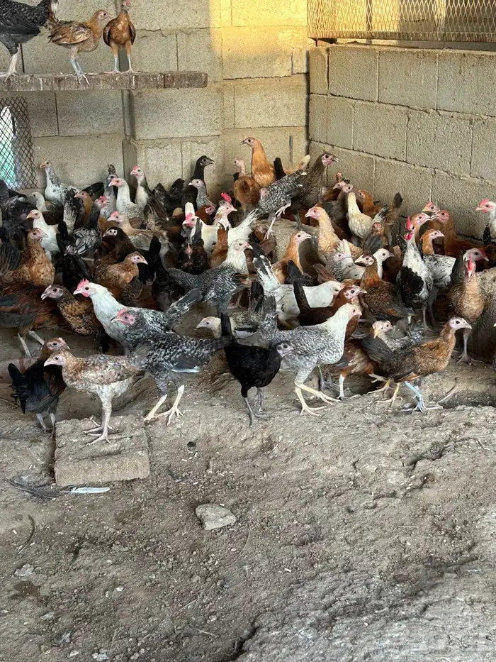 مشروع دواجن للتقبيل 7