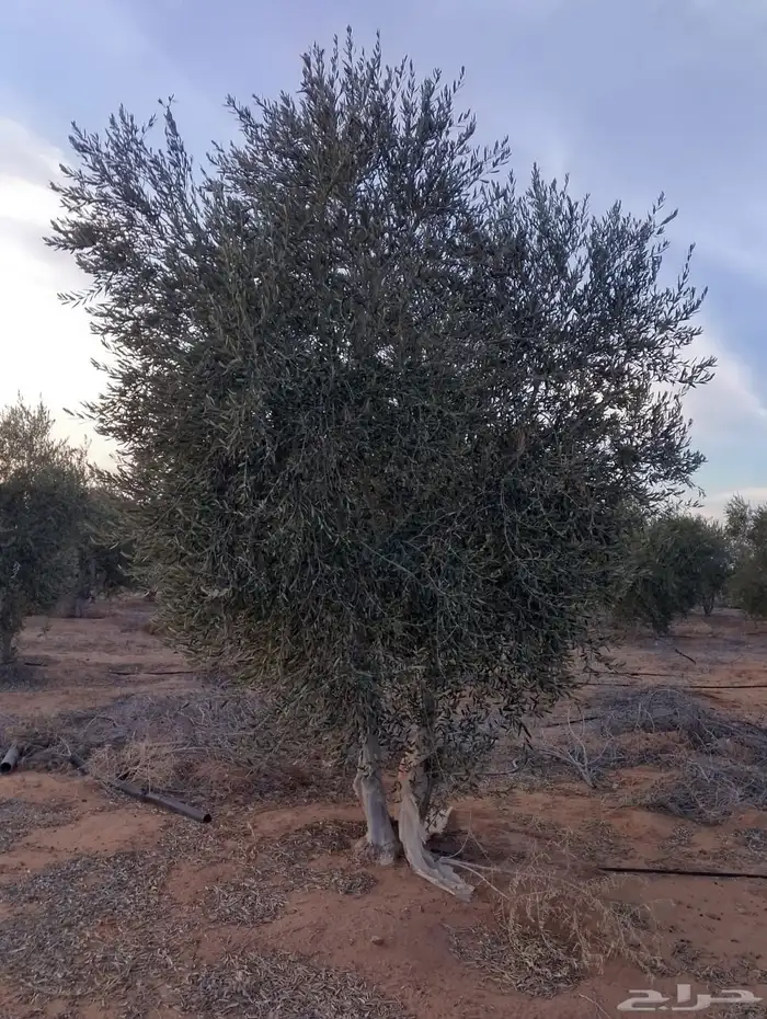 اشجار زيتون 10