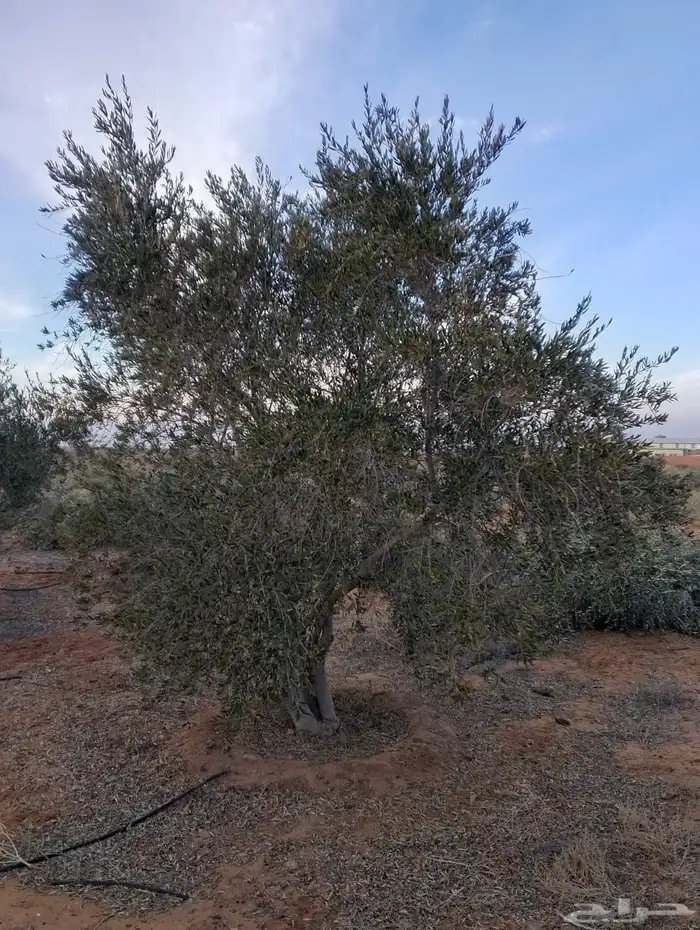اشجار زيتون 5