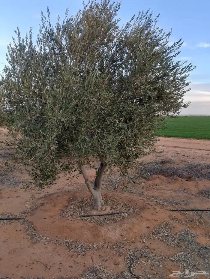 اشجار زيتون 7