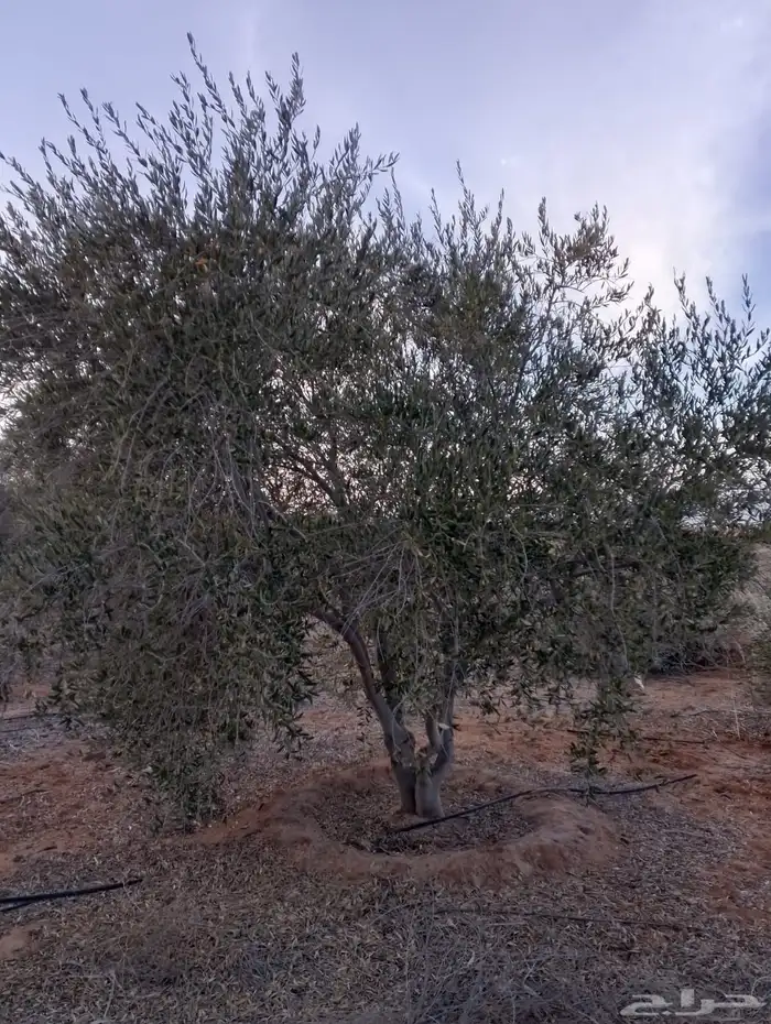 اشجار زيتون 6