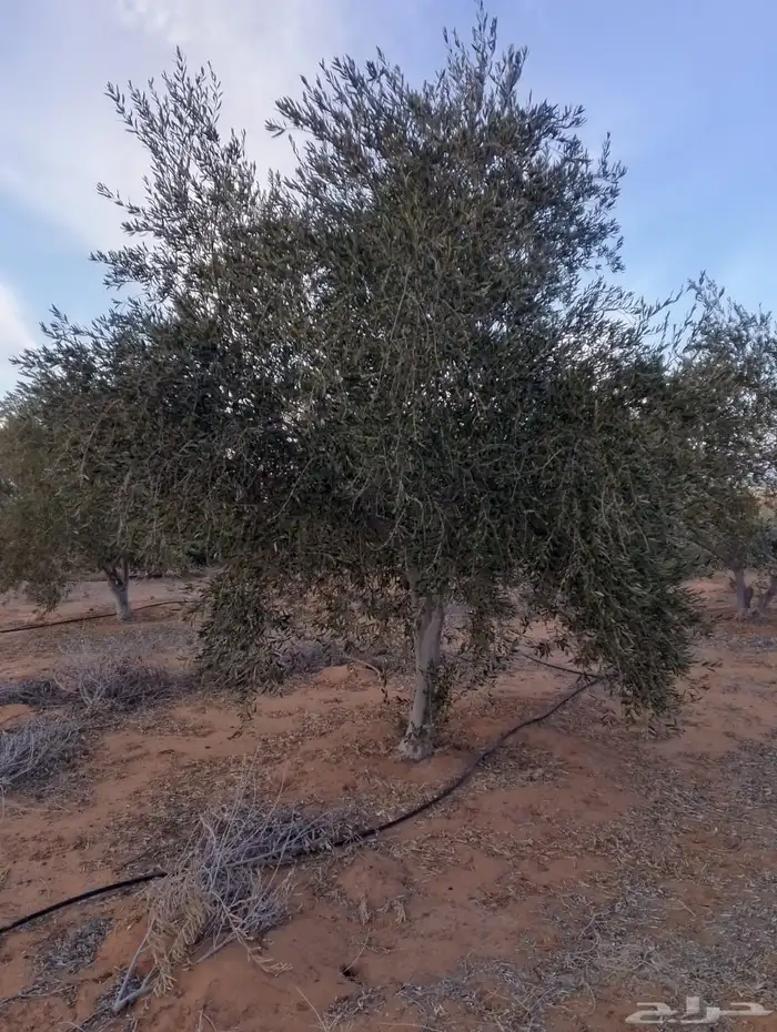 اشجار زيتون 9