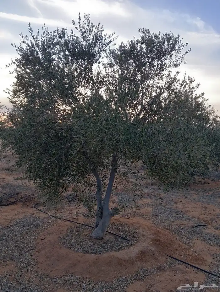 اشجار زيتون 4