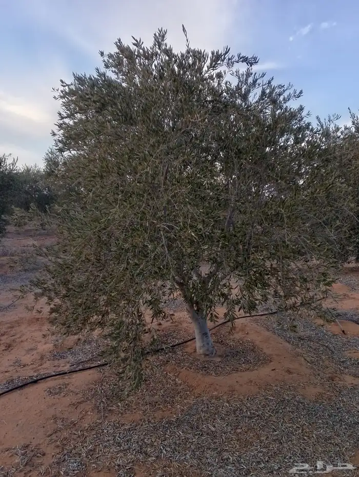 اشجار زيتون 1