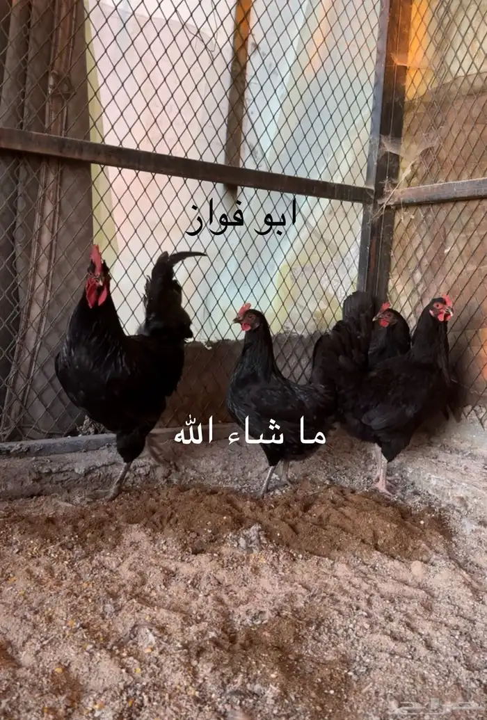 بيض دجاج تركي خوارج ( تم البيع ) 2