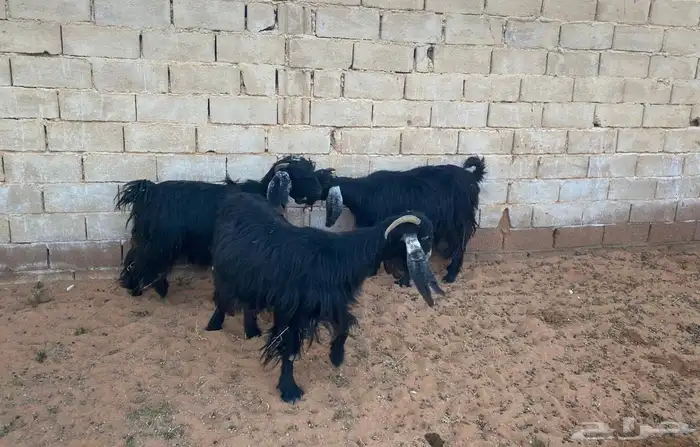 للبيع ثلاث معزا 0