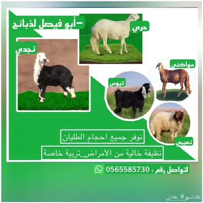 تيوس وطليان 0