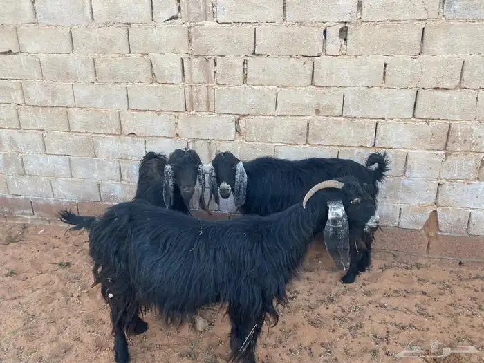 للبيع ثلاث معزا 1