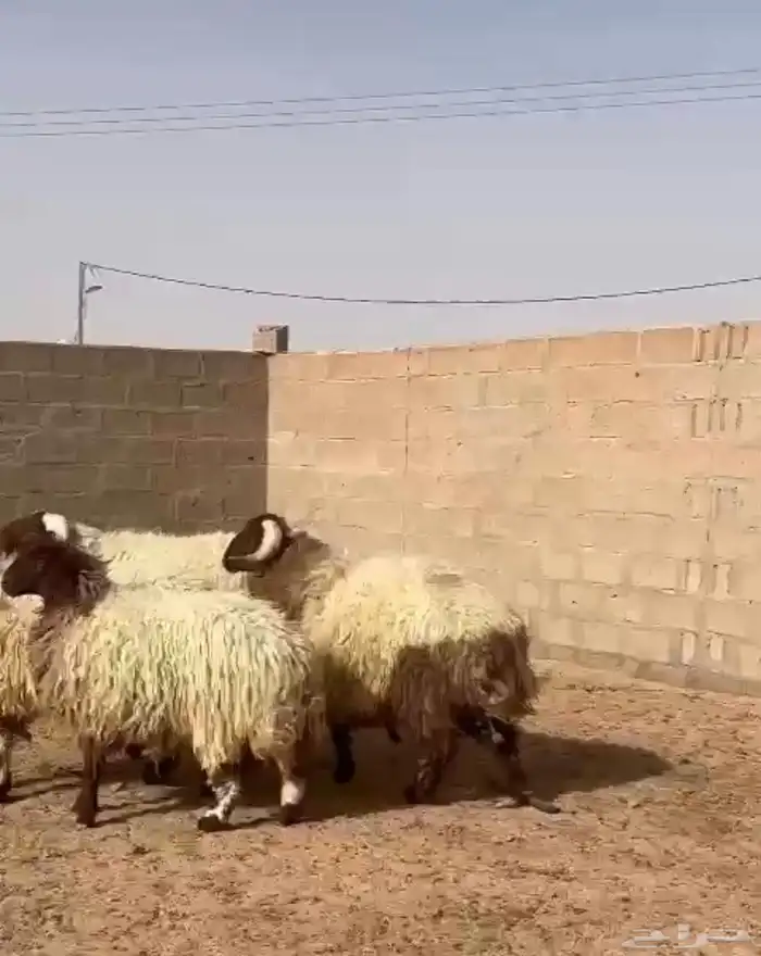 خرفان العدد 3 وجذعه 0