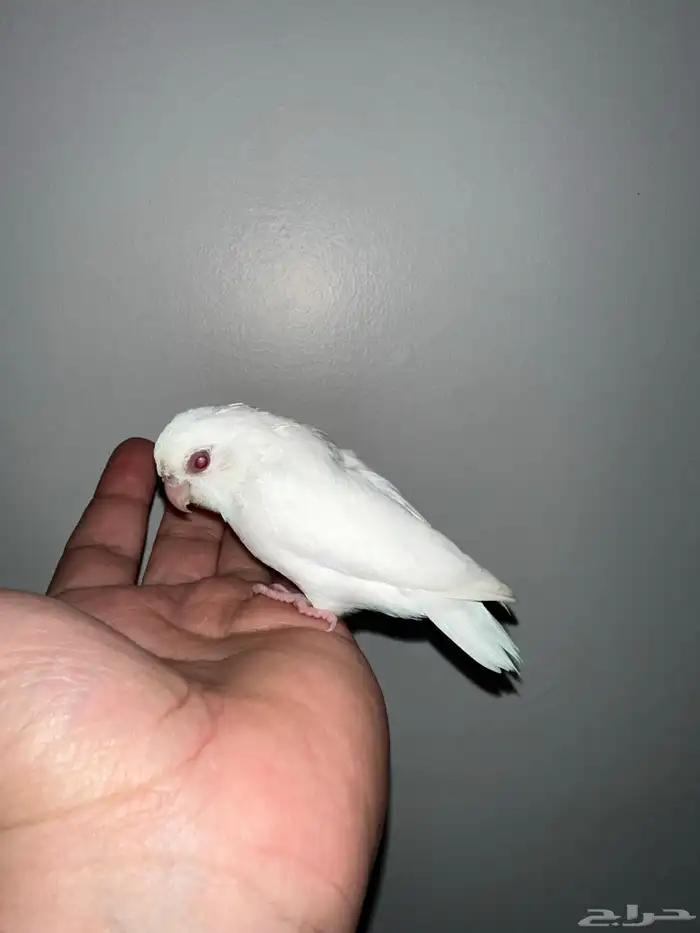 للبيع ميني روز (بارتوليت) اللون بينو لون بينو عيون جمره 2