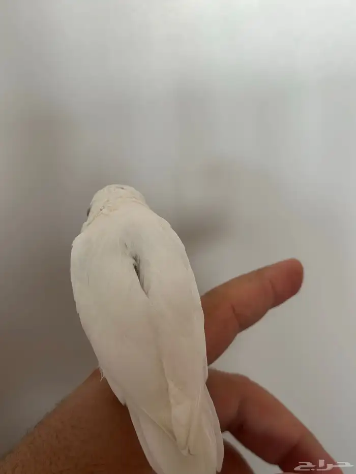 للبيع ميني روز (بارتوليت) اللون بينو لون بينو عيون جمره 4