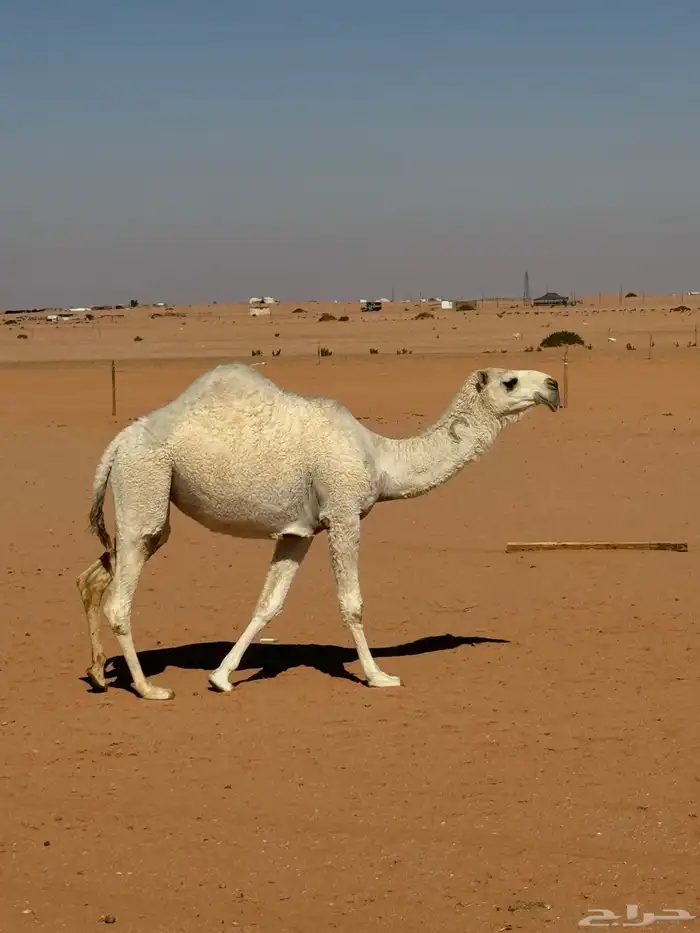 لقية رومانية كفو 5