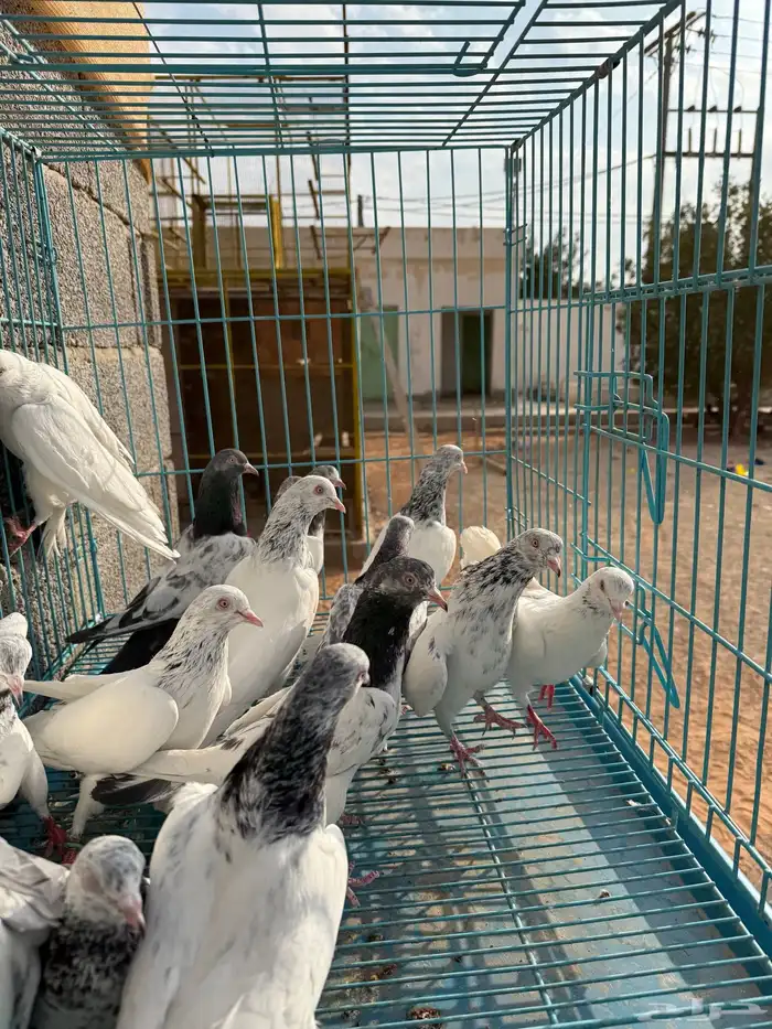 طبات قولدن دم نظيف وصافي (تم البيع) 11