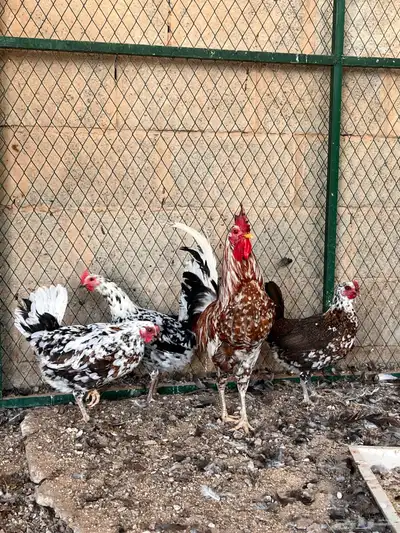 للبيع دجاج بوران (بياض) تم البيع 1