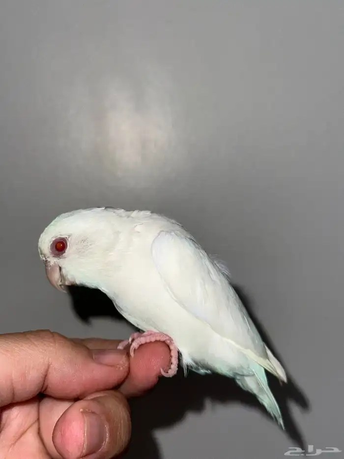 للبيع ميني روز (بارتوليت) اللون بينو لون بينو عيون جمره 0