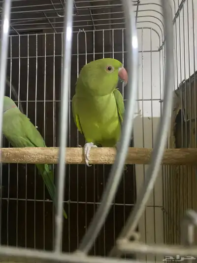 جوز دره للبيع 4