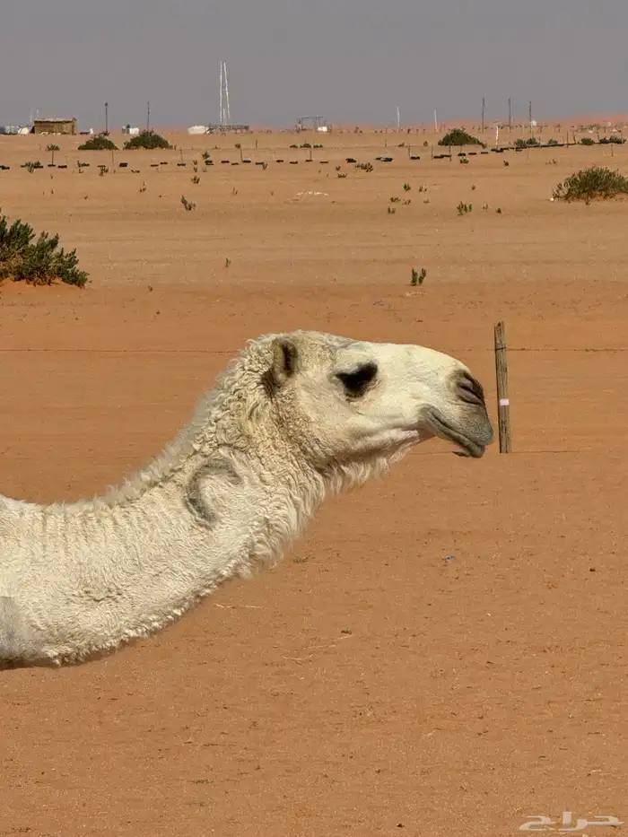 لقية رومانية كفو 4
